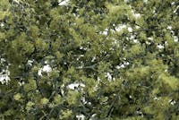Woodland Scenics F1133 Fine-Leaf Foliage™ Olive Green