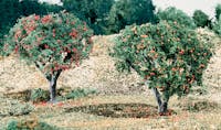 Woodland Scenics T47 Frutta (mele e arance)