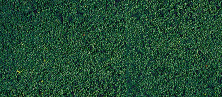 Heki 1603 Fogliame verde scuro in microflora 28 x 14 cm