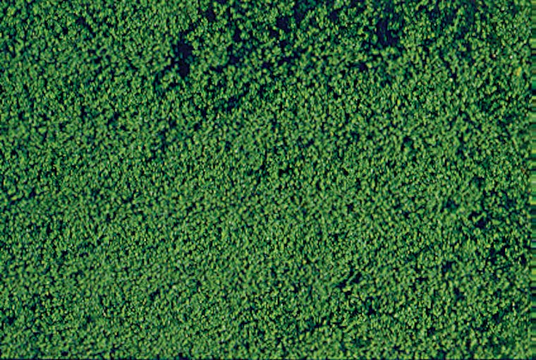 Heki 1602 Fogliame microflora  verde scuro 28x14 cm