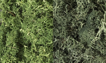 Woodland Scenics L168 Lichene, mix verde scuro