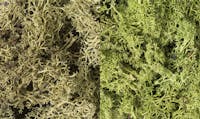 Woodland Scenics L167 Lichene - Mix verde chiaro