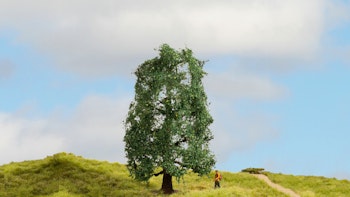 Noch 20110 Albero - quercia