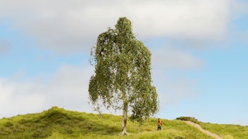 Noch 20120 Albero - betulla argentata